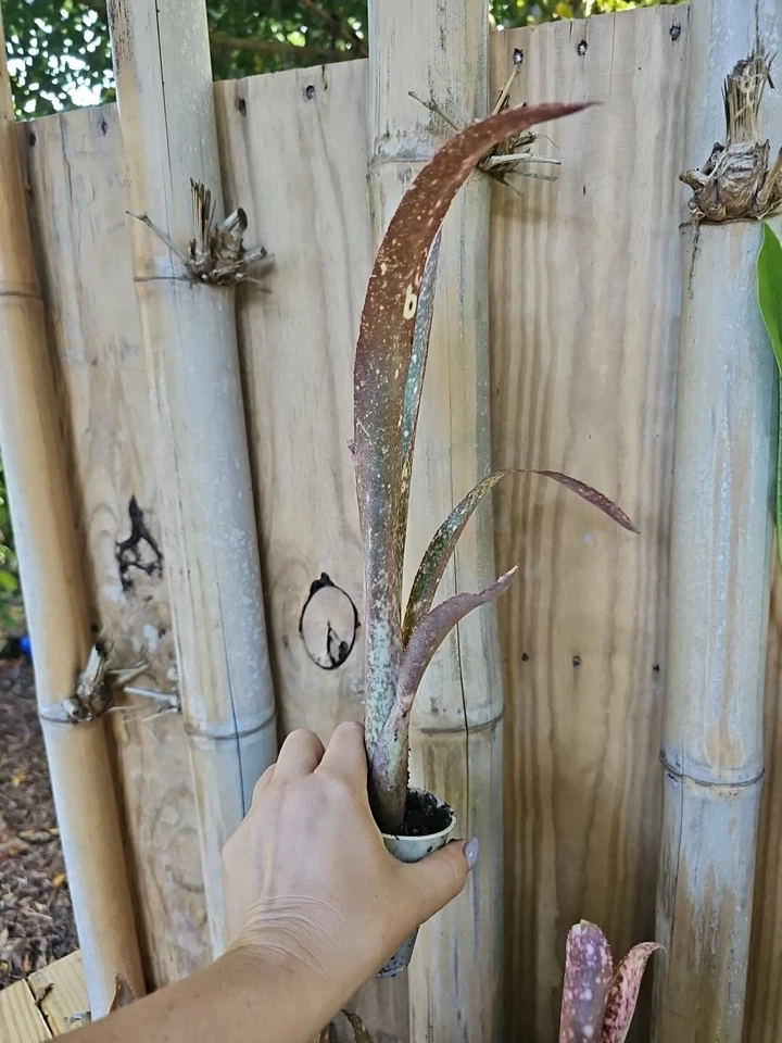 Bromeliad Billbergia Saundersi Pink Green Polka Dot Live Plant - Image 3 of 4