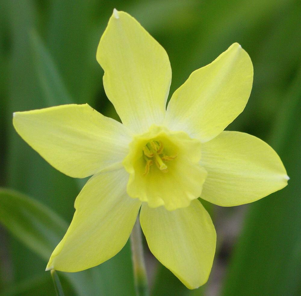 30 Daffodil Sabrosa Jonquilla Miniature Narcissus Flower Perennial