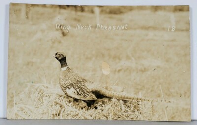 Ring Neck Pheasant RPPC Mackinaw Mich 1930s to Westfield Mass Photo Postcard K14