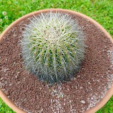 Echinocactus grusonii var. albispinus -  - Cuscino della suocera | Cactus a bott