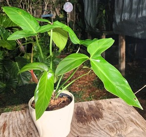 plant wave amazon Wave Plant Stand – Moodio main image 1