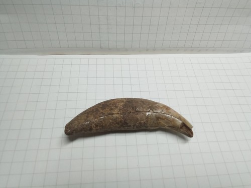 Ancient amulet bear fang in the Viking style Kievan Rus 8-11 centuries - Picture 6 of 7