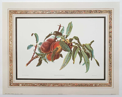 Arthur Kaplan Botanische Frucht ''Prunus Persica'' (Pfirsich) von Carlos von Riefel