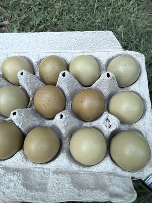 12 ct Fresh & Fertile F2 OLIVE EGGER hatching eggs. Both parents are EE x BCM