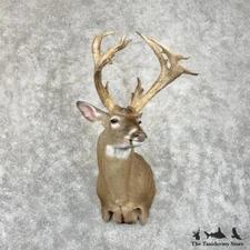 #29869 EL | Whitetail Deer Taxidermy Shoulder Mount For Sale