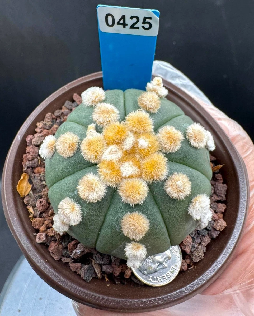 Astrophytum Variegated Cactis&Succulents for sale | eBay