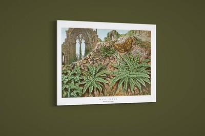 London Almanack - Vol. 21 - Wall Ferns - Art Print on Paper or Canvas