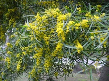 Acacia confusa HARDY ACACIA Exotic SEEDS!