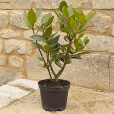 Herb Plant, Kitchen Bay Laurel, Evergreen Aromatic Leaves, RHS, 1