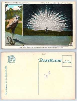 Cincinnati Ohio ZOO SECRETARY BIRD FEEDING ON SNAKE WHITE PEAFOWL Postcard T675