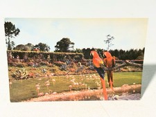 Vintage Florida Chrome Postcard Miami Parrot Jungle Mac Marshall Scarlet Macaws