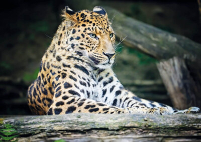 Zoo  Wildlife    Leopard (   AMUR  Panthera pardus)   *   Postcard   # 1