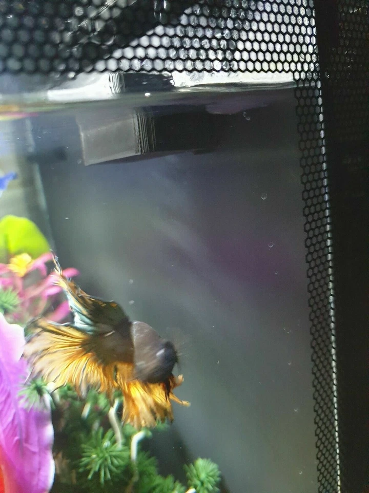 Durchflussbegrenzer Reduzierer Diverter passt Fluval Flex Betta Aquarium Fischtank - Bild 3 von 4