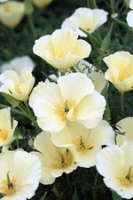 1000 WHITE CALIFORNIA POPPY Eschscholzia Californica Flower Seeds