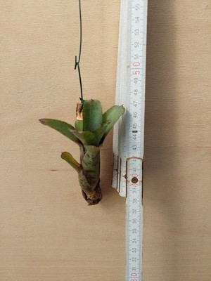 Neoregelia  Heraclea, aufgebunden, Bromelie