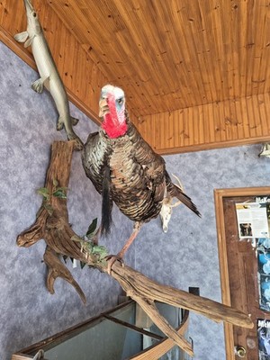 Turkey Mount Eastern Wild On Drift Wood