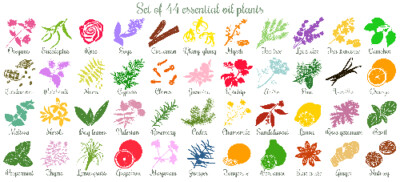 Dilla L Scott/SCM essential oil for the body and hair (4 oz)