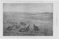 Impresión antigua 1904 - PÁJAROS St Partridges Day Beaters George Edward Lodge (205)