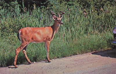 Buck Deer, Greetings from Eagle River, Wisconsin, Vacationland, PM 1964