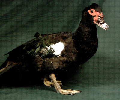 Enten Moskauer schwarzer Erpel Postkarte (144365)