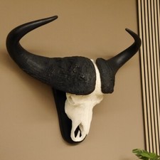 Kaffernbüffel Breite 88 cm Schädeltrophäe Büffel Afrika Schädel Trophäe 88.10.23