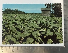 Vintage Postcard Tobacco Crops Unposted 