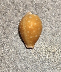 Cypraea Guttata Great Spotted Cowrie Panglao Bohol Philippines 57mm