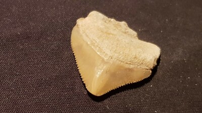 Hervorragender versteinerter Haifischzahn 7/10 Tausend Jahre alt gefunden in England L127r