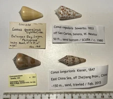 Conus Sp. 4 species of cone shells. Great Shape