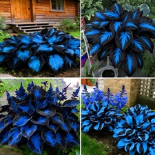 Mixrug Hosta Seeds for Planting, 290 pcs Rare Perennial Flower Mix