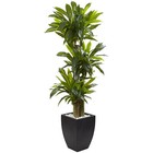 Corn Stalk Dracaena Black Wash Planter Natural 5.5’ Décor