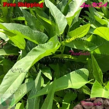 Thai Water Spinach SEEDS | Ching Quat,Chinese Watercress,Ong Choy, Kong Xin Cai