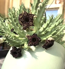 3 Saudi Arabica Offsets Huernia Stapelia Orbea Succulents Cactus