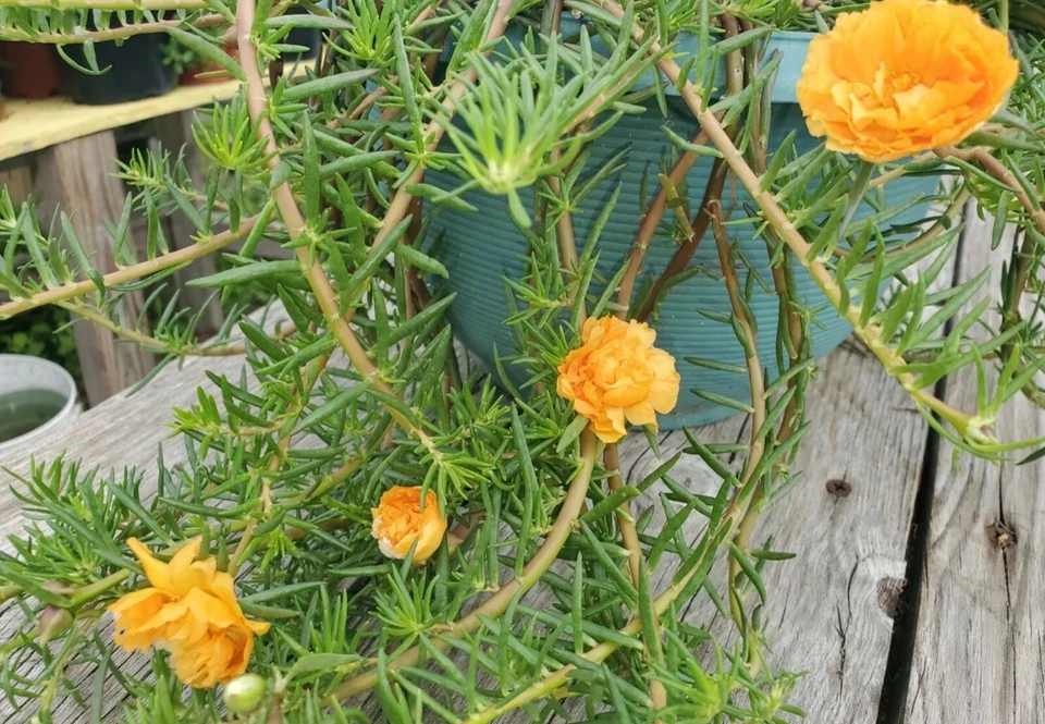 YELLOW ORANGE Grandiflora Portulaca Moss Rose Cuts Plants - READ DESCRIPTION - Image 2 of 3