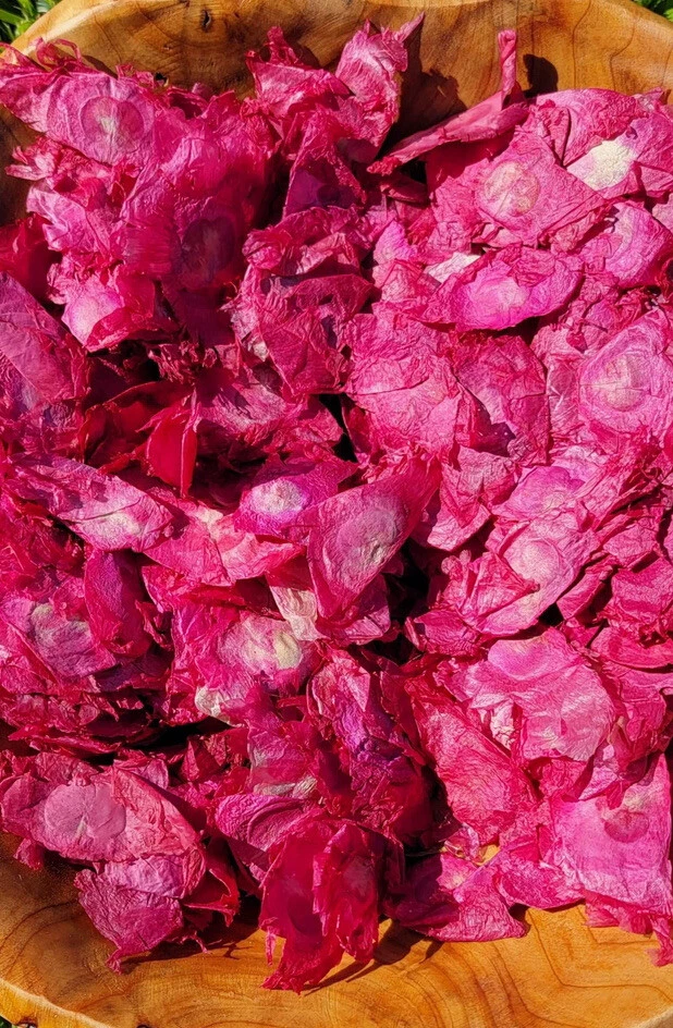 Angel Wings, Red Bulk Botanicals, 10oz Oroxylum indicum Bignoniaceae, Potpourri - Image 2 of 4