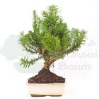 BONSAI Eibe Hybrid 'Taxus media' inkl. Schale.