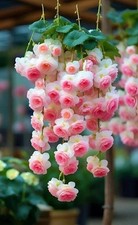 Imported Weeping Begonia Flower Bulbs Pack Of 4 Bulbs white  light pink