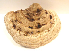 large natural shelf or conk type tree fungus / mushroom or growth Penna. 