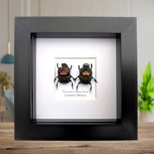 Phanaeus for collectors | Horned Rhinoceros Dung Beetles