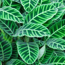 Calathea Zebrina Vibrant Tropical Indoor Plant Gift (30-40cm Incl. Pot)