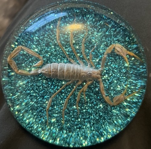 Encased Scorpion Insect Acrylic Resin Metallic Green Collectors Paperweight A8