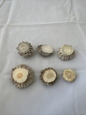 6 Deer Antler Burr /Carving Or Crafts A Rosettes Leather craft Primitive