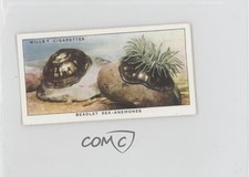 1938 Wills The Sea-Shore Tobacco Beadlet Sea-Anemones #41 11z5