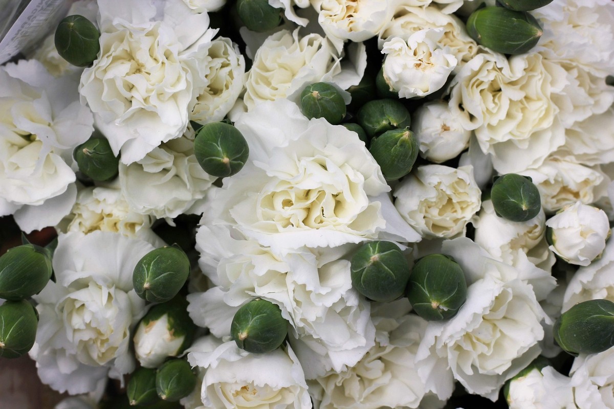 50 WHITE CARNATION Caryophyllus Grenadin Flower Seeds *Flat S/H | eBay
