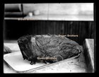 1910 Horsemeat Roast Thrifty Alternative to Beef & Pork Glass Camera Negative #1 — photo 3