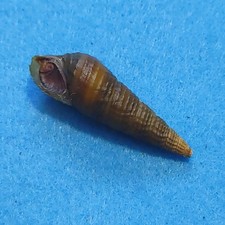 Semisulcospira shiraishiensis 35 mm extrêmement rare !! Coquilles d'eau douce HornSnail