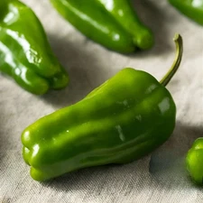 100ct Heirloom Sweet Cascadura Pepper Seeds - 6" High Yield Sweet Pepper No Heat