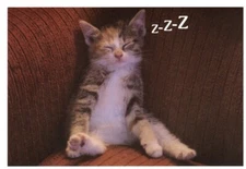 Get Well Soon Tabby Kitty Kitten Cat Resting Catnap Dayspring Greeting Card