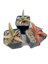 aloe vaotsanda,  aloes, rare plants, cactus, agaves, succulents,