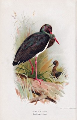 Schwarzstorch black stork oiseaux Vögel birds bird Lithographie 1890